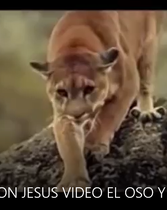 Un encuentro con Jesús - Video el oso y el puma